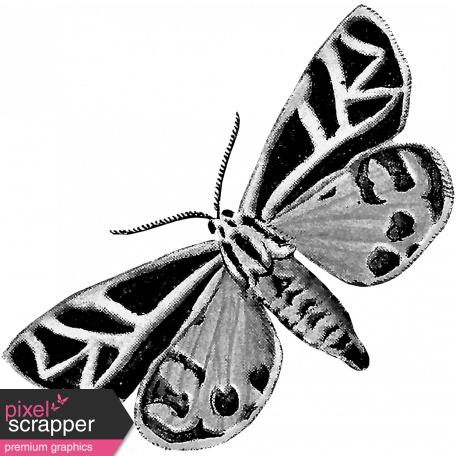 Butterfly Template 078