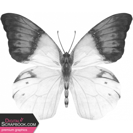 Butterfly Template 085