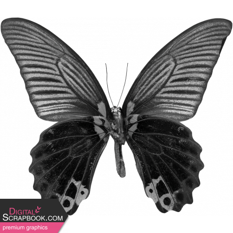 Butterfly Template 090