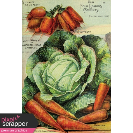 Garden Tales Journal Cards - Cabbage and Carrots 4x6
