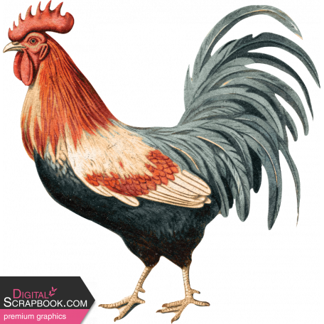 Charlotte's Farm Mini rooster
