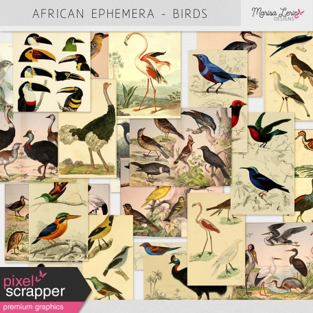 African Ephemera Kit - Birds