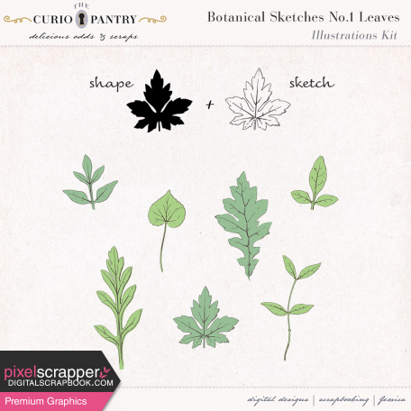 Botanical Sketches No. 1 Leaves