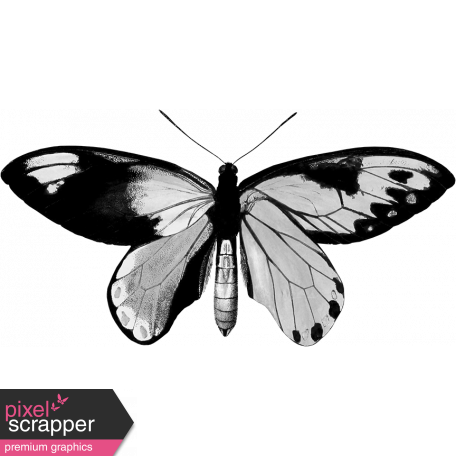 Butterfly Template 003