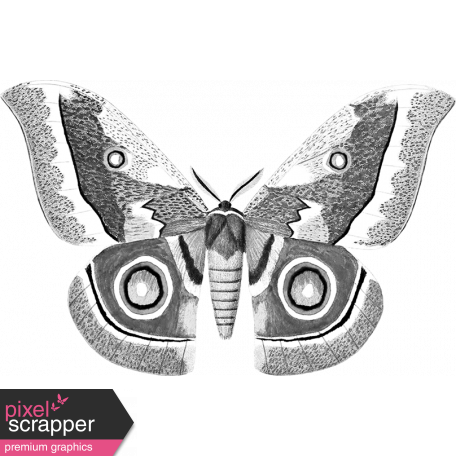 Butterfly Template 009