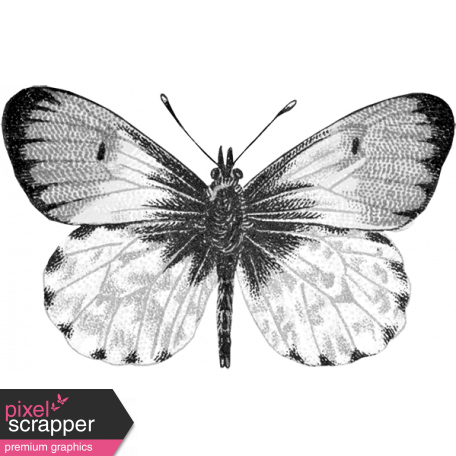 Butterfly Template 031
