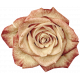 Vintage - November Blogtrain Rose