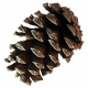 It&#039;s Christmas- Pinecone