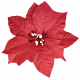 It's Christmas - Red Poinsettia