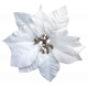 It&#039;s Christmas- White Poinsettia