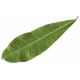 Leaf 01