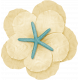 At The Beach - Cream Flower 