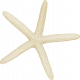 At The Beach - White Starfish