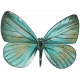 Butterfly 18