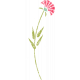 Flower Illustration 019-Pink