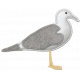 Coastal Sea Gull Felt