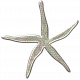 Coastal Starfish- Metal