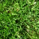 Real Textures 069- Grass