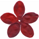 Bolivia Flower - Red