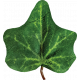 Ivy Leaf