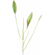 Pond Life- Plant 2