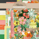 Collected Curiosities #16 Bundle