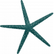 Winter In The Tropics- Sea Star