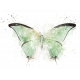 Blessed Green Artsy Butterfly