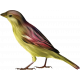 Painted Bird