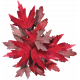 Maple Cluster