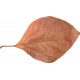 Pumpkin Patch Leaf 01