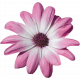 pinkflower