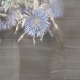 Dried Flowers in the Dark- Blue Thistle