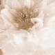 Flower Background- Vintage Peony