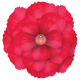 Red Flower with Gem Center