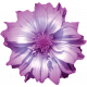 Amethyst Variegated Flower