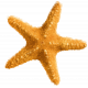 starfish illustration