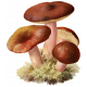 Autumn Day Mini Kit Vol. 1 Vintage Mushroom Sticker