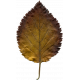 AutumnArt-Leaf-Yellow