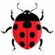 Ladybug 3/4