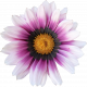 Flower- White and purple 1 Gazania