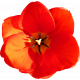 Flower- Red 4 Tulip