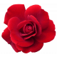 Flower - Red 6 Rose