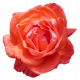 Flower- Red 7 Rose