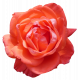Flower - Red 7 Rose