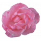 Flower- Pink 2 Rose