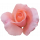 Flower- Pink 3 Rose