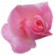 Flower- Pink 4 Rose