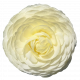Flower- White 1 Buttercup