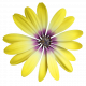 Flower- Yellow 6 Gazania